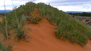 PICTURES/Coral Pink Sand Dunes/t_Dunes11.JPG